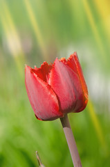 Terry red fringed tulip Barbados