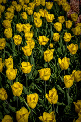 Netherlands,Lisse, a close up of a yellow flower