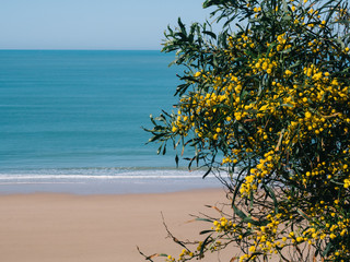 Yellow flowers tree with beach background