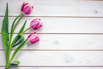 Pink tulips on a light wooden background, copy space, flat lay