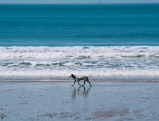 Fototapeta na wymiar Dog walking along the shore of the beach