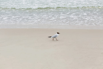 seagull on the sea beach