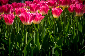 Netherlands,Lisse, a vase filled with pink flowers