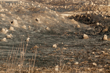 burnt grass in spring ,Closeup arson and burned dry grass background