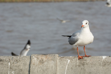 Seagull portrait against sea shore, White bird seagull sitting by the beach
