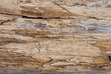 Naklejka na ściany i meble Tree trunk stripped of bark background or texture