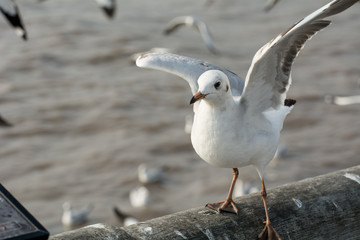 Seagull portrait against sea shore, White bird seagull sitting by the beach