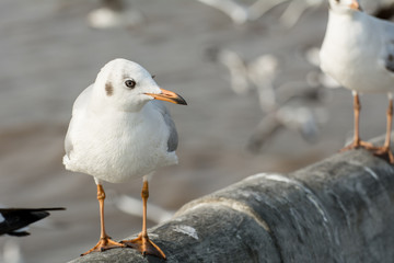 Seagull portrait against sea shore, White bird seagull sitting by the beach