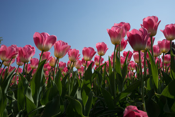 Netherlands,Lisse, a vase filled with pink flowers