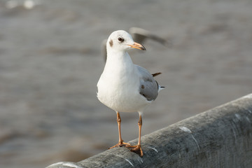 Seagull portrait against sea shore, White bird seagull sitting by the beach