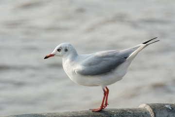 Seagull portrait against sea shore, White bird seagull sitting by the beach