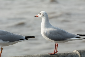 Fototapeta premium Seagull portrait against sea shore, White bird seagull sitting by the beach