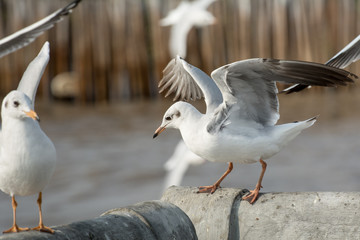 Seagull portrait against sea shore, White bird seagull sitting by the beach