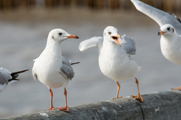 Seagull portrait against sea shore, White bird seagull sitting by the beach