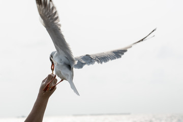 Seagulls feeding from human's hand (Sky background) , Seagull catching his food from a hand