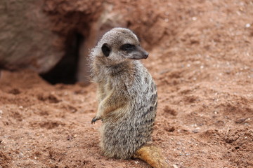 Fototapeta premium meerkat on lookout