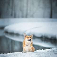 Pembroke Welsh Corgi outdoors in winter