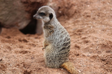 meerkat on lookout