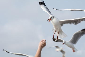 Seagulls feeding from human's hand (Sky background) , Seagull catching his food from a hand
