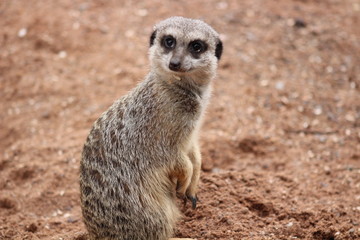 meerkat on lookout