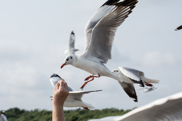 Seagulls feeding from human's hand (Sky background) , Seagull catching his food from a hand