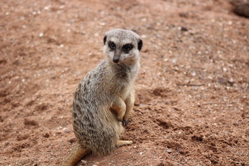 meerkat on lookout