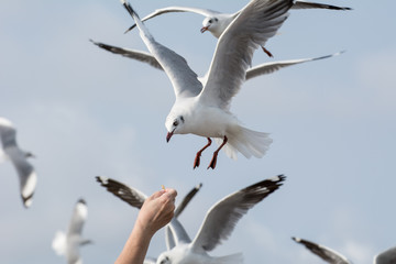 Seagulls feeding from human's hand (Sky background) , Seagull catching his food from a hand
