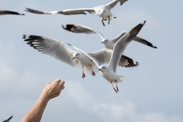 Seagulls feeding from human's hand (Sky background) , Seagull catching his food from a hand