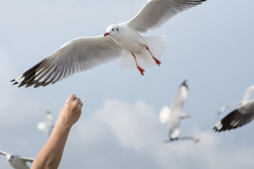 Seagulls feeding from human's hand (Sky background) , Seagull catching his food from a hand
