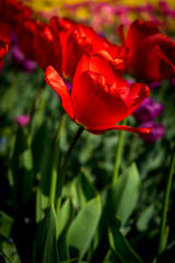 Netherlands,Lisse, a red and yellow flower