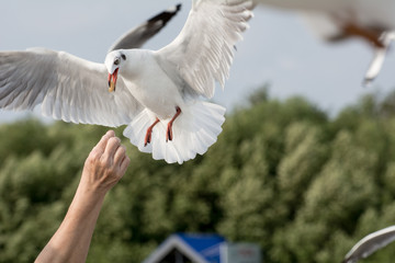 Seagulls feeding from human's hand (Sky background) , Seagull catching his food from a hand