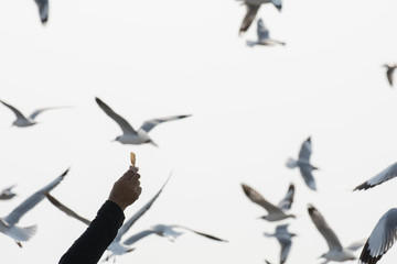 Seagulls feeding from human's hand (Sky background) , Seagull catching his food from a hand