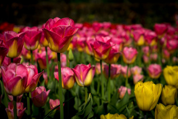 Obraz premium Netherlands,Lisse, CLOSE-UP OF PINK TULIPS IN FIELD