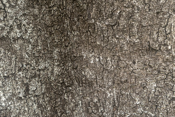 Bark of plane tree and background texture