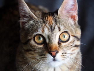 Fototapeta na wymiar Portrait of a cute brown and white female cat