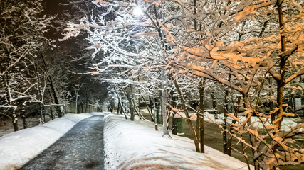 At night the trees are covered with snow after heavy snowfall.