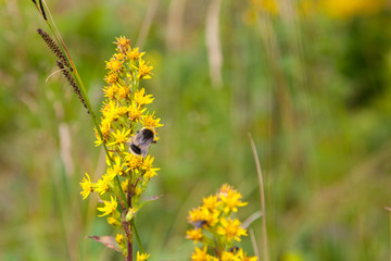 Bumblebee bee close-up on yellow flowers on green background. Flora of Lofoten islands in Norway