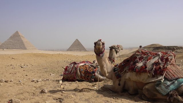 Egypt Cairo - Giza. General view of Pyramids with a camel of front