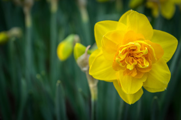 Netherlands,Lisse, a yellow flower