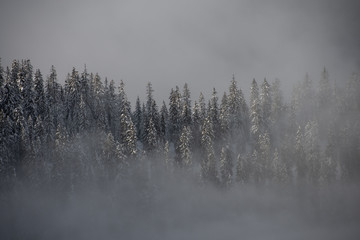 Foggy trees