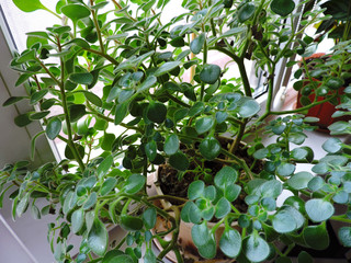 plant in the garden