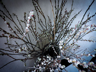 branch of a tree