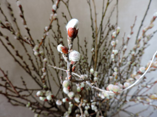 red berries in snow