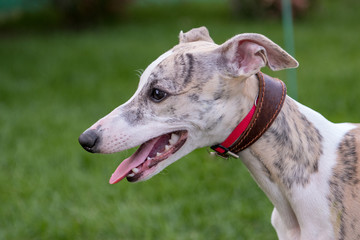 portrait of a dog on green grass