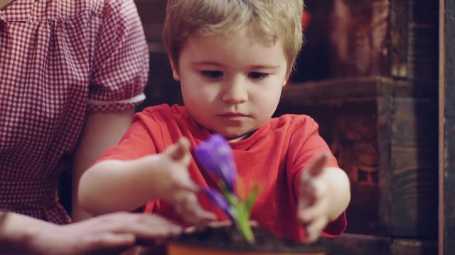Happy blond boy helps plant seedlings for planting in open ground at parents' farm. Little kid holding seedling in plastic pots on the domestic garden. Close up view. Selective focus.