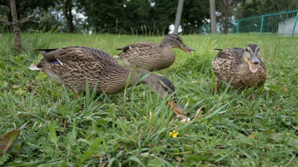 feeding wild gray ducks