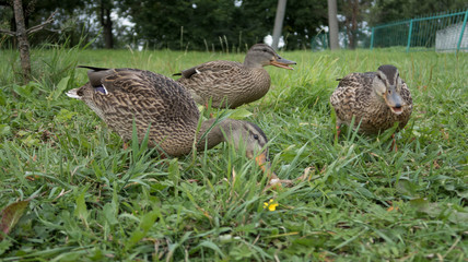 feeding wild gray ducks