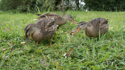 feeding wild gray ducks