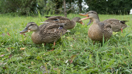 feeding wild gray ducks