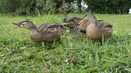 feeding wild gray ducks